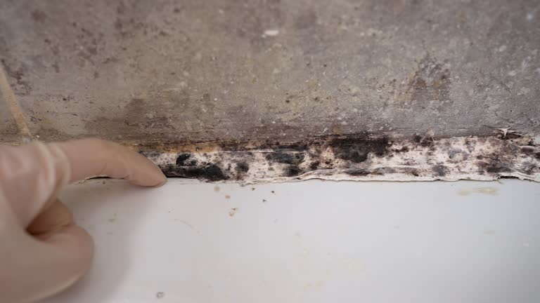 Asbestos and Lead Testing During Mold Inspection in Galveston, IN